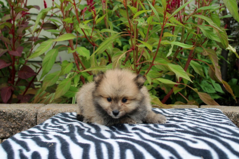 puppy, for, sale, Pomeranian, Matthew B. Stoltzfus, dog, breeder, Gap, PA, dog-breeder, puppy-for-sale, forsale, nearby, find, puppyfind, locator, puppylocator, aca